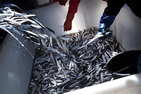 'Surströmming' – the rotten herring that Swedes love .